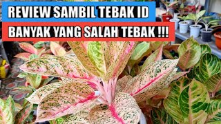 Download lagu Review aglaonema sambil tebak id, banyak yang salah tebak !!! mp3