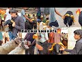 Hindiganala H Cross Bakra Bazar 2023 | Tagru Sheep’s🔥