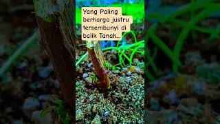 Download lagu “Singkong ini mengajarkan: tidak semua yang hebat harus terlihat—yang penting, memberi manfaat.” mp3