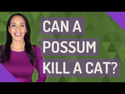 Can a possum kill a cat?