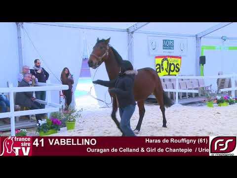VABELLINO - M Ouragan de Celland / Girl de Chantepie