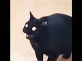 The Best Of The Cats