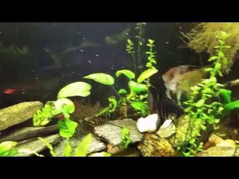 Little white worms on your aquarium glass: What are they?