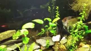 Little white worms on your aquarium glass: What are they?