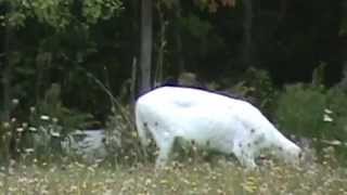 White Deer (Piebald)