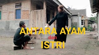 Download lagu AMAQ SAEN - ANTARA ISTRI DAN AYAM mp3