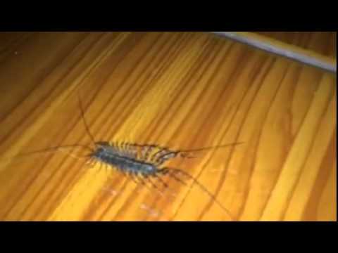 แมลงบุกบ้าน