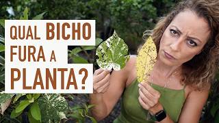 Miniatura do vídeo