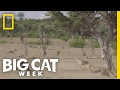 Baboon Vs Cheetah Big Cat Week