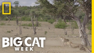 Baboon vs Cheetah  Big Cat Week