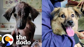 Little Dog Who Looked Like A Rat Is So Fluffy Now | The Dodo by The Dodo