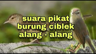 Download lagu suara pikat ciblek alang-alang, untuk suara pancingan ciblek. mp3