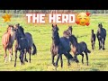 The herd is allowed outside tonight. Riding and Driving | Friesian Horses