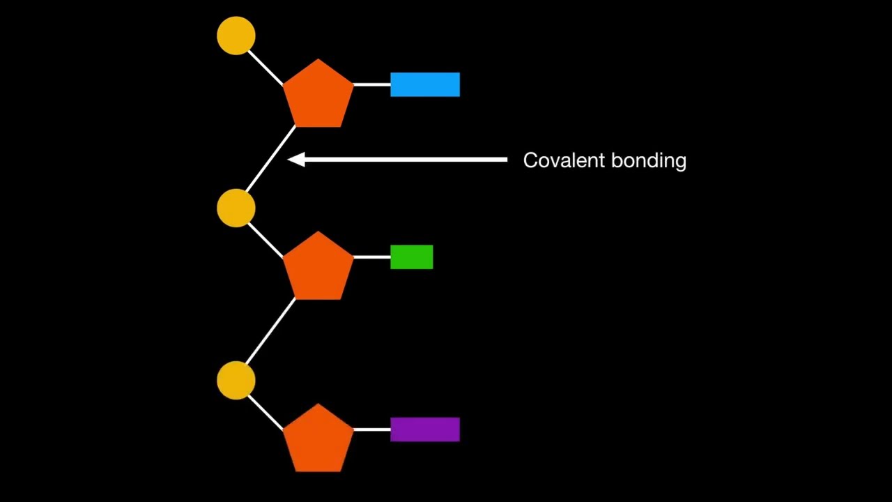 A1.2.3 Sugar-phosphate bonding as the backbone of DNA and RNA