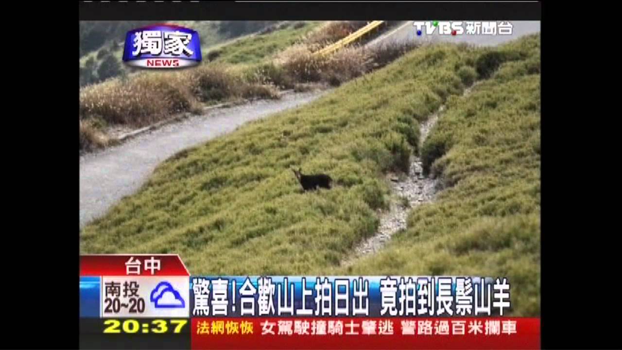 〈獨家〉驚喜！合歡山上拍日出　拍到長鬃山羊