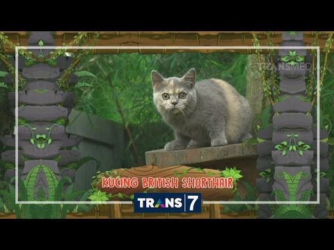 DUNIA BINATANG - SI PINTAR YANG MEMESONA (16/9/16) 3-2