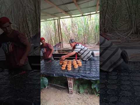 fabrica de panela de Manzanares Caldas Colombia
