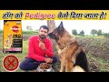 Tarika Kya Hai Pedigree Khilane Ka Dog Food Kaise Khilaye Best Food For German Shepherd Dog