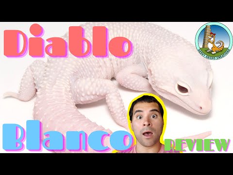 What is a DIABLO blanco | Leopard Gecko | REVIEW