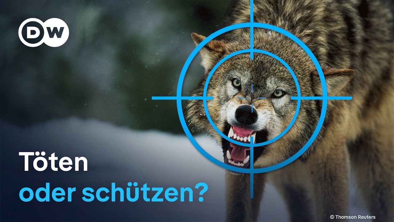 Die Angst vor der Rückkehr der Wölfe in Deutschland | DW Reporter