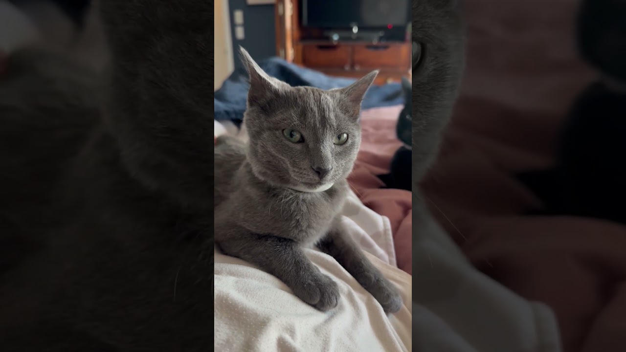 Enlarge Benito (looking for an extra special someone), an adopted Russian Blue in Lemoyne, PA video 4/6