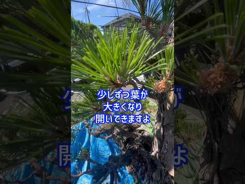 成長が早く、葉を落として視界から隠れない木  庭園