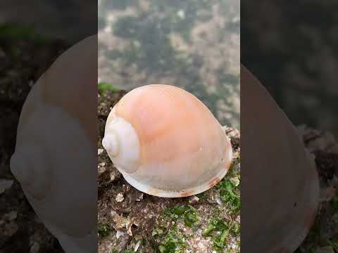 Sea snail shell: Tan-Tan beach