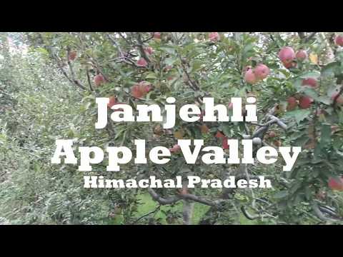 Janjehli Apple Valley - Beautiful hidden place in Mandi, Himachal Pradesh