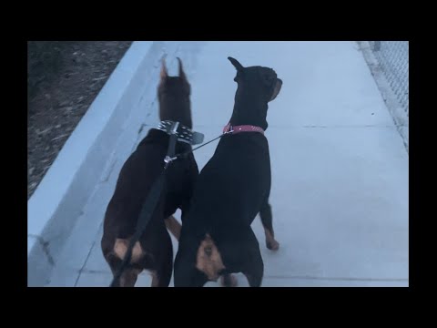 2 Doberman Dogs walking through the neighborhood