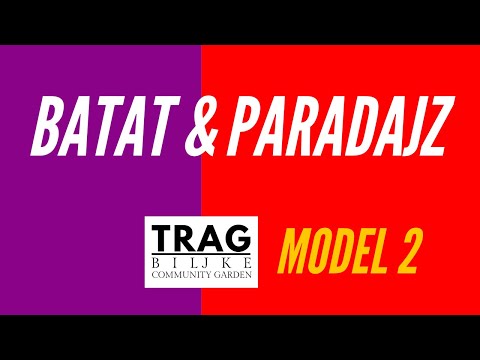 SWEET POTATO AND TOMATO - MODEL 2 (2021) [TRACE OF THE PLANT]