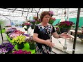 Welcome To Syngenta Flowers Digital Summer Trials 2021 Blooming Brightly