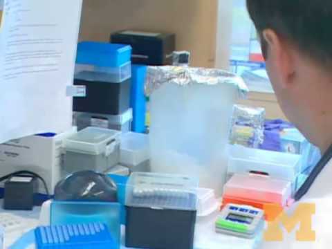 Researchers tackle deadly blood infections