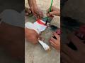 How To Colour Pigeon Kabootar Ko Rang Kaise Kare Kabutar Viral Trending Birds Pigeon Shorts