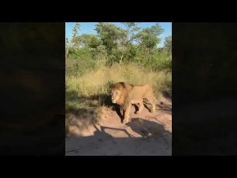 Othawa male lion #Majingilane