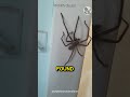 HOW CAN A HUNTSMAN SPIDER BE THIS SCARY AND BIG Shorts