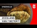 Duikers oog in oog met riviermonster