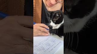#cat #cute #catvideo #cutecat #funnyvideo #funny
