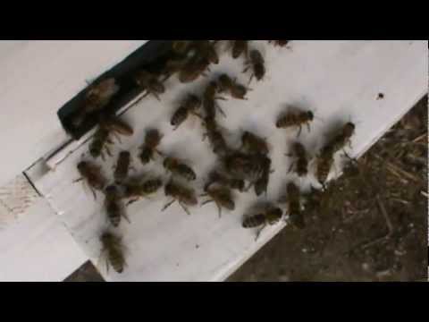 1/2 Matca eliberata dupa 4 zile - apicultura video