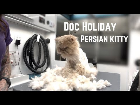 PERSIAN CAT LOVES TO BE GROOMED!!! - Doc Holiday gets shaved down!