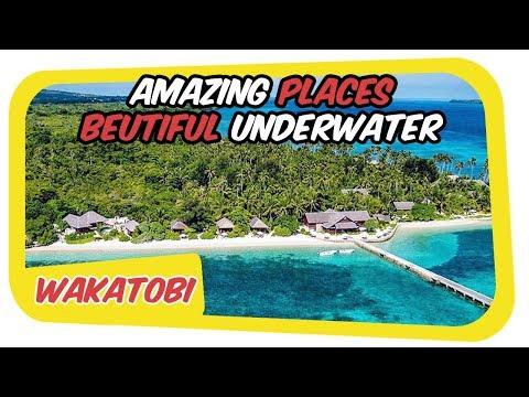 Wakatobi Islands |  Amazing Places And Beutiful Diving Underwater in Southeast Sulawesi PART 1