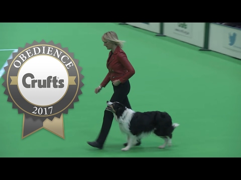 Obedience Championship - Dogs - Part 1 | Crufts 2017