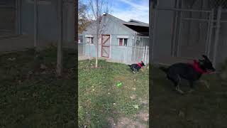 Video preview image #1 Mutt Puppy For Sale in Emmett, ID, USA