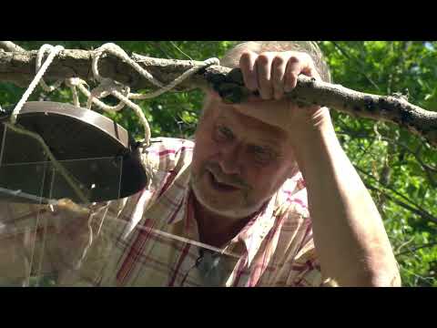 Biologische Untersuchungen im Rahmbuchen-Altbestand. Zusatzfilm zu "Weinbau im Siebengebirge"