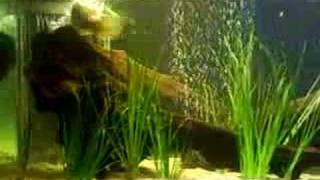 murray cod V gold fish