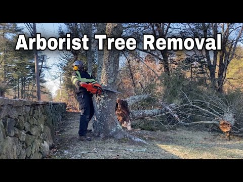 Tree Failed During High Winds | Arborist Tree Removal