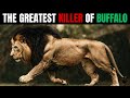 LION – ATLAS The 600 lbs War Machine Who Killed 200 Cape Buffalo and Lived Only for War
