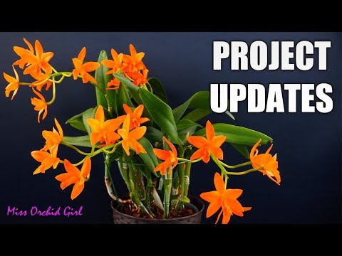 Orchid Projects Updates - Specimen Cattleya, Neofinetia, Tolumnia & more!