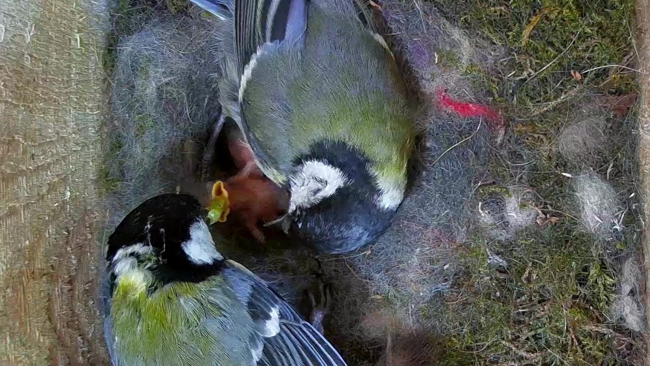 Tauziehen mit der zu fetten Raupe im Schnabel | Radio Siegen | 06.05.2025