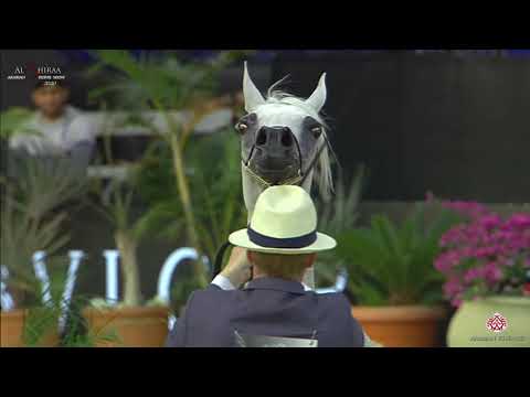 N 183 AL ARYAM ABLA   Al Shiraa International Arabian Horse Show 2020