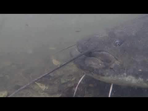 Ufernah - Filmausschnitt "Deutschland angelt Waller"